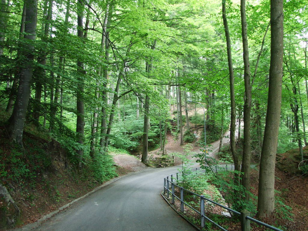 Під'їзд — асфальтована дорога через ліс в St. Gallen - Фото, зображення