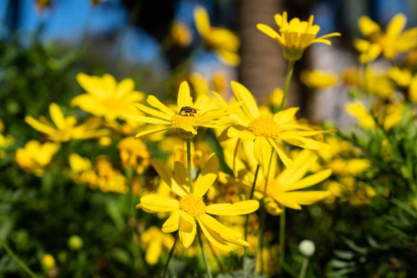 Прелестные желтые цветки 05
 - Фото, изображение