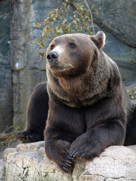 Urso pardo
 - Foto, Imagem