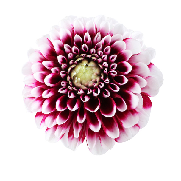 Dahlia flowers on wooden background, floral flat lay. Valentine's, womens,  mothers day, birthday or wedding concept. Top view. Copy space. Generated  AI. 30920018 Stock Photo at Vecteezy