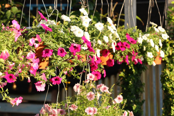 Boutique vendre des fleurs de pétunia pour jardin
 - Photo, image