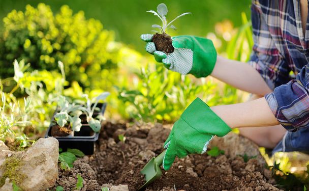 Woman planting seedlings in bed in the garden at summer sunny day. Gardener hands with young plant. Garden tools, gloves and sprouts close-up - 写真・画像