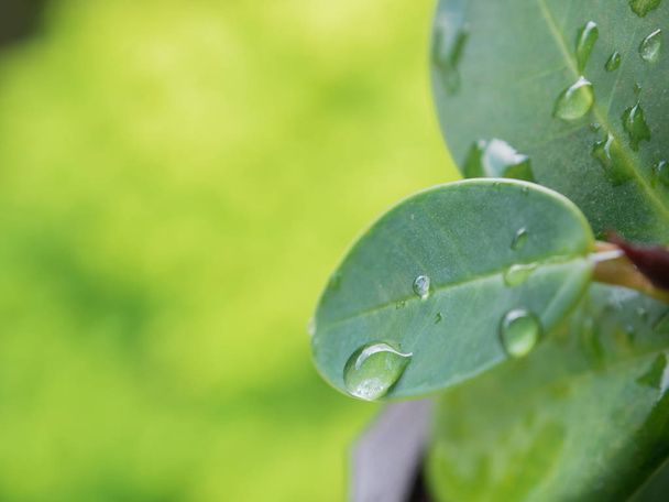 green leaves with drops of water, copy space. - Photo, Image