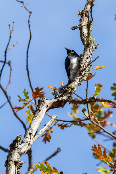 Acorn woodpecker perched on an oak tree in southern Oregon with autumn leaves in the background - Photo, Image