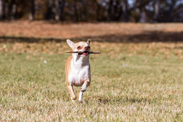 to mały chihuahua i gry na zewnątrz na suszenie trawy pod koniec pory roku jesień - Zdjęcie, obraz