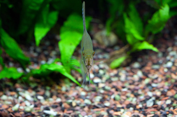 Angelfish in planted tropical aquarium, front view, shallow DOF - Photo, Image