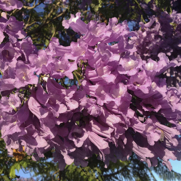Flor púrpura-azul Jacaranda a finales de primavera; primer plano
 - Foto, Imagen