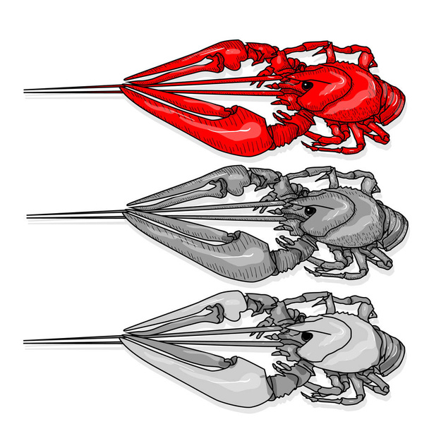 Ilustración vectorial de cangrejo sobre fondo blanco. Cangrejo de río monocromo aislado en blanco
. - Vector, imagen