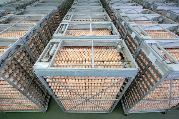 Lote de huevos en bandeja de criadores para seleccionar la calidad y el proceso de huevo saludable en la planta de incubación de criadores
. - Foto, Imagen