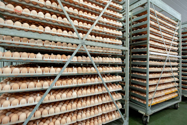 たくさんのブリーダー培養工場で品質と健康な卵プロセスを選択するためのブリーダーからトレイに卵. - 写真・画像