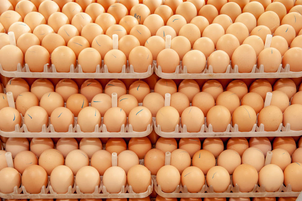 Un sacco di uova su vassoio da allevatori per la selezione di qualità e processo uovo sano in allevatori incubazione impianto
. - Foto, immagini