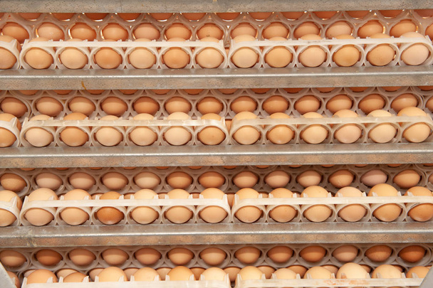 Lot of eggs on tray from breeders for selecting quality and healthy egg process in breeders incubation plant. - Photo, Image