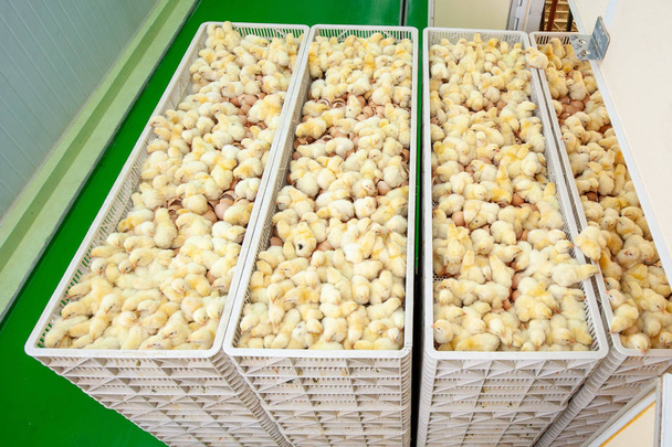 pulcini appena usciti dalla produzione di uova da carne, moltiplicatori crescita fattoria in unità Incubatoio
. - Foto, immagini