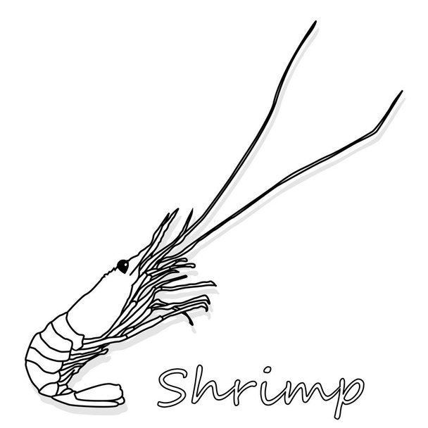 Cooked prawn or tiger shrimp vector illustration monochrome  isolated on white background as package design element. - Vector, Image