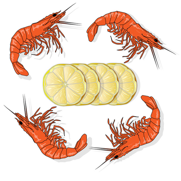 Red garnaal gekookt of tiger garnalen vector illustratie geïsoleerd op witte achtergrond - Vector, afbeelding