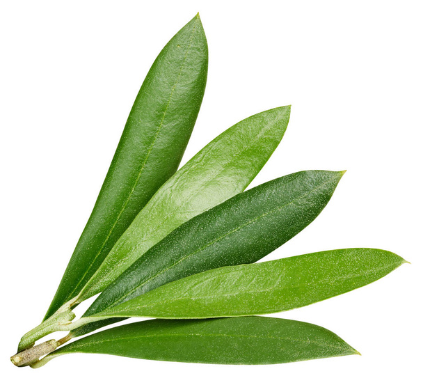Olive leaves isolated on white - 写真・画像