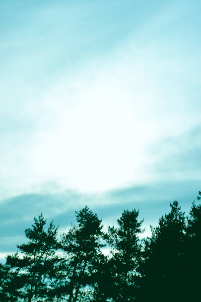 Árboles de abeto y cielo con nubes al atardecer como fondo. Lugar para el texto
. - Foto, Imagen