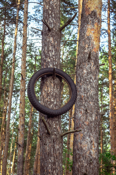 Un vieux pneu de moto accroché à un arbre dans une pinède. Pollution de l'environnement
. - Photo, image