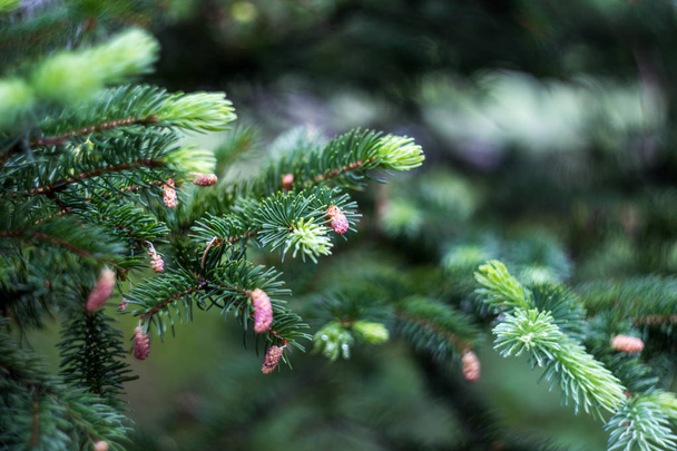 Young cones on a spruce tree after a rain. - Photo, Image