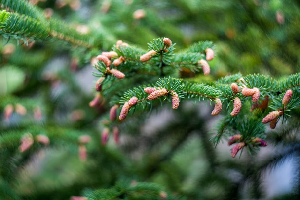 Cones jovens em uma árvore de abeto depois de uma chuva
. - Foto, Imagem
