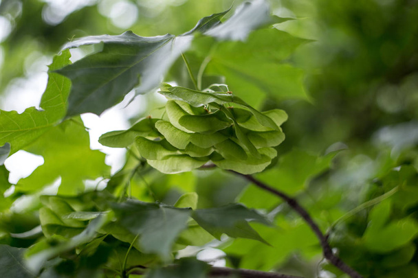 Green maple seeds on the tree. - Photo, Image