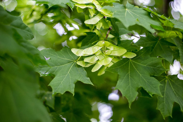 Green maple seeds on the tree. - Photo, Image