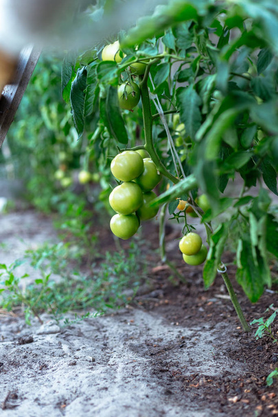 Unripe tomatoes in homemade greenhouse - Photo, Image