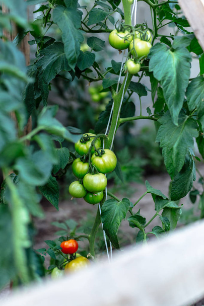 Kypsät tomaatit kotitekoinen kasvihuone
 - Valokuva, kuva