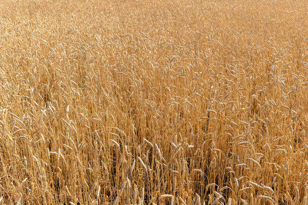 フィールド上の小麦。植物、自然、ライ。農村夏フィールド風景. - 写真・画像