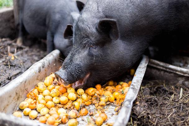 Μαύρα Βιετναμέζικα γουρούνια στο αγρόκτημα τρώνε βερίκοκα από τη γούρνα - Φωτογραφία, εικόνα