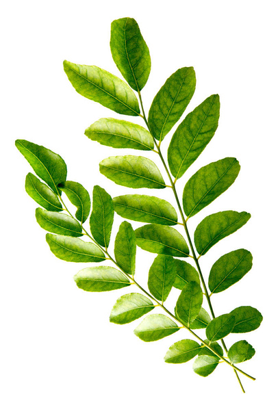 Fresh raw green curry leaves isolated on white background. - Valokuva, kuva