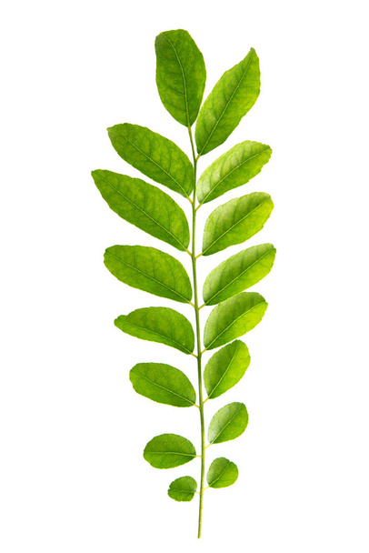 Fresh raw green curry leaves isolated on white background. - Valokuva, kuva