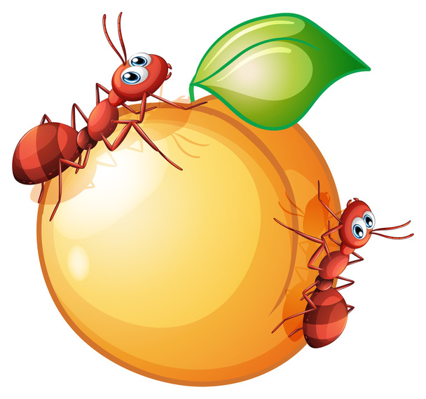 eine Orangenfrucht mit zwei Ameisen - Vektor, Bild
