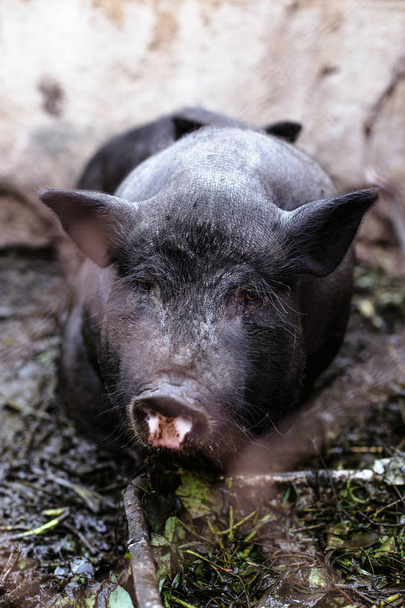 Vietnamese pigs on the farm - Fotoğraf, Görsel