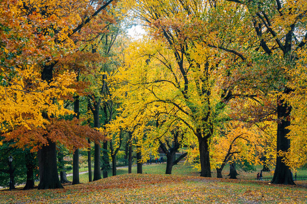 Осінній колір в центральному парку, в Манхеттен, Нью-Йорк - Фото, зображення