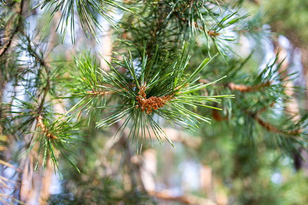 Young pine cones and green needles. - Photo, Image