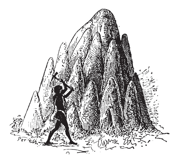 Mound or Termitaria, of Termite or Termitoidae, vintage engravin - Vector, Image