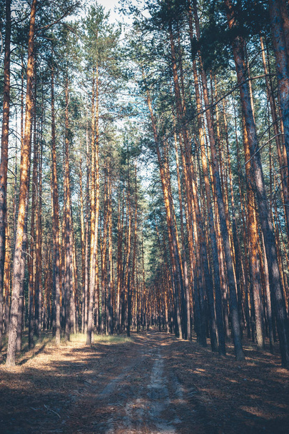 El camino en el bosque de pinos en el verano
. - Foto, Imagen