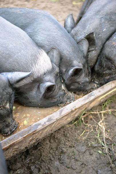 Pequeños cerdos negros comen de un bebedero de madera
. - Foto, imagen