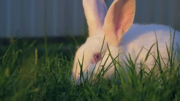 крупним планом білий кролик їсть траву на зеленому газоні на лузі
 - Кадри, відео