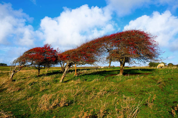 Una línea de cuatro árboles de espino rojo maduros barridos por el viento en un campo verde con una fila de arbustos bajos detrás y un gran cielo azul con nubes blancas esponjosas, Crataegus monogyna, a finales de otoño, Friston, Seven Sisters, East Sussex
, - Foto, imagen