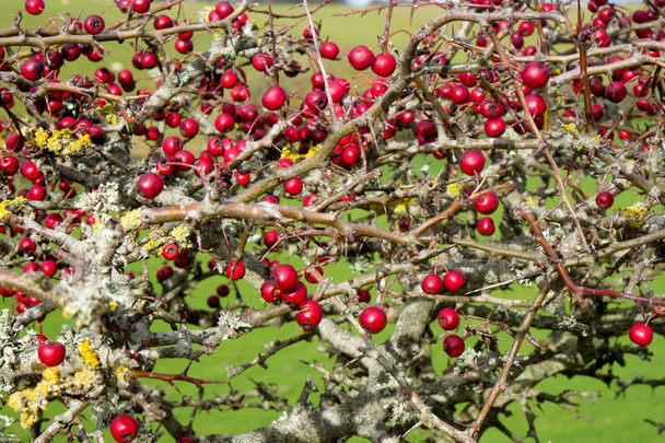 Close-up de um arbusto de baga de espinheiro vermelho maduro com cerca de duzentas bagas vermelhas, Crataegus monogyna, no final do outono, cuckmere Haven, parque nacional sul downs, East Sussex
, - Foto, Imagem