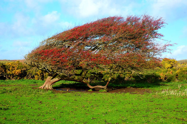 A windswept ripe red hawthorn berry bush in a green field with a row of low bushes behind and a big blue sky with white fluffy clouds, Crataegus monogyna, in late autumn, Friston, Seven Sisters, East Sussex, - Photo, Image