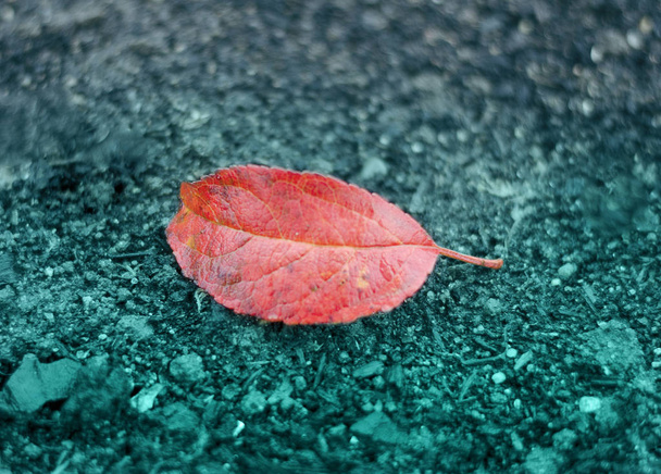 One coral leaf lying on the ground. The trend of 2019. - Foto, immagini