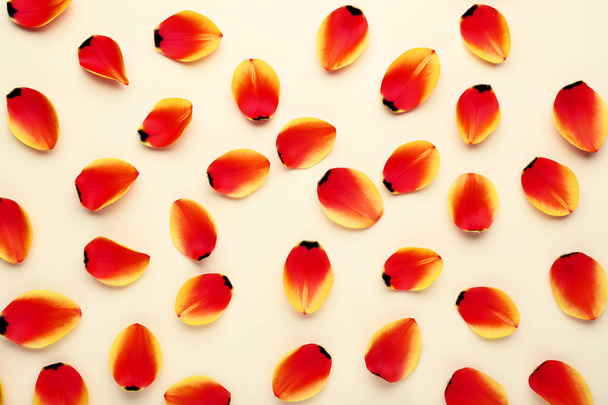 Beautiful tulip petals on beige background - 写真・画像