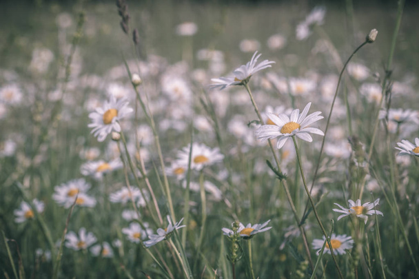 Літній луг, зелене трав'яне поле і польові квіти в теплому сонячному світлі, концепція фону природи, м'який фокус, теплі пастельні тони
. - Фото, зображення