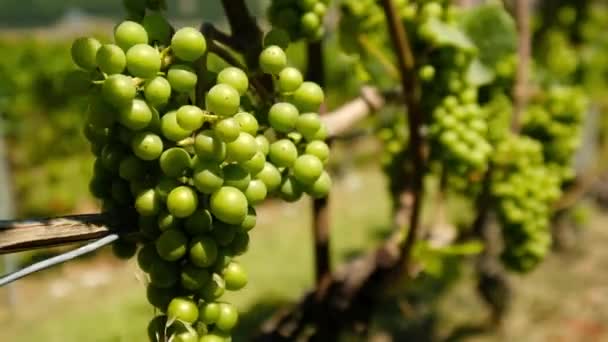 Спелый белый виноград на винограднике
 - Кадры, видео