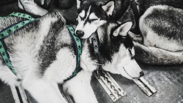 Dos lindos husky duermen juntos. Una pareja encantadora. Dos perros.
. - Foto, imagen