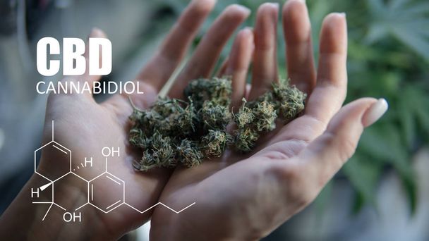 chemische formules van elementen Thc Cbd in marihuana medische spanningen  - Foto, afbeelding