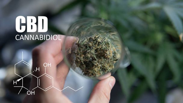 хімічні формули елементів THC CBD у медичних штамах марихуани
  - Фото, зображення